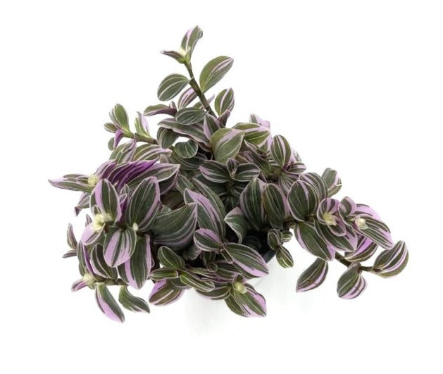 leafjoy littles™ Feeling Flirty™ Purple Spiderwort (Tradescantia hybrid) - New Proven Winners® Product 2024