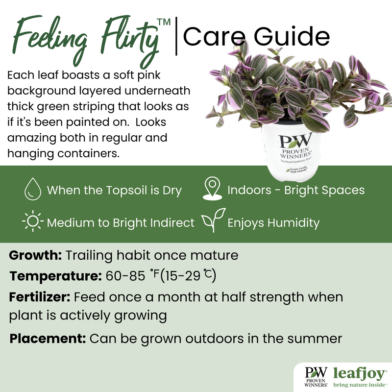 Feeling Flirty™ Purple Tradescantia (Tradescantia hybrid)