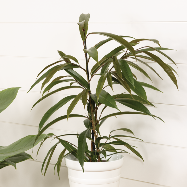Cling-On™ Ficus &