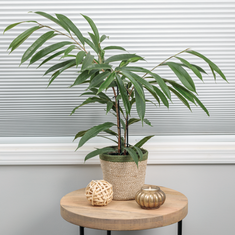 Cling-On™ Ficus &