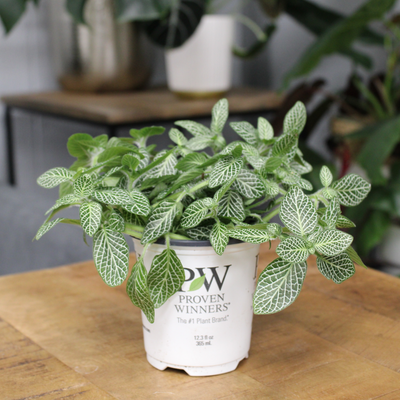 leafjoy littles™ Network News™ Lifestyle™ Nerve Plant (Fittonia albivenis) - New Proven Winners® Product 2024