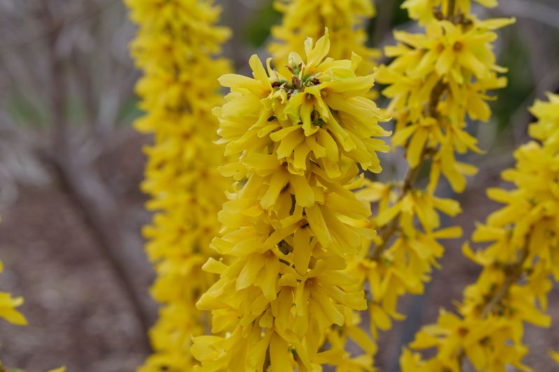 Show Off® Sugar Baby® (Forsythia hybrid)