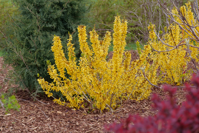 Show Off® Sugar Baby® (Forsythia hybrid)