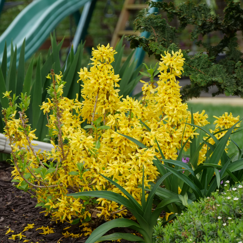 Show Off® Sugar Baby® (Forsythia hybrid)