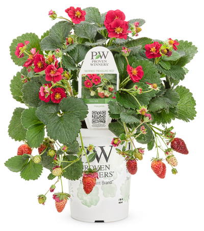 Berried Treasure® Red Strawberry (Fragaria)