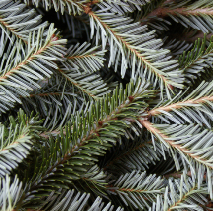 Handcrafted Holiday Wreaths