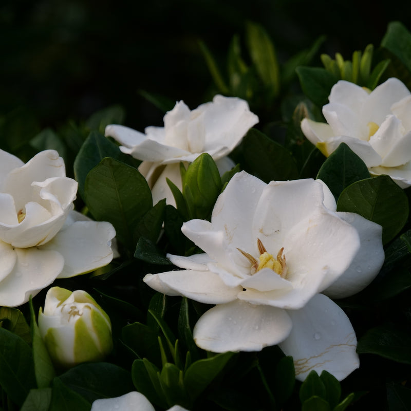 Steady as She Goes Steady as She Goes Gardenia up close.