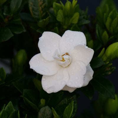 Steady as She Goes Steady as She Goes Gardenia up close.