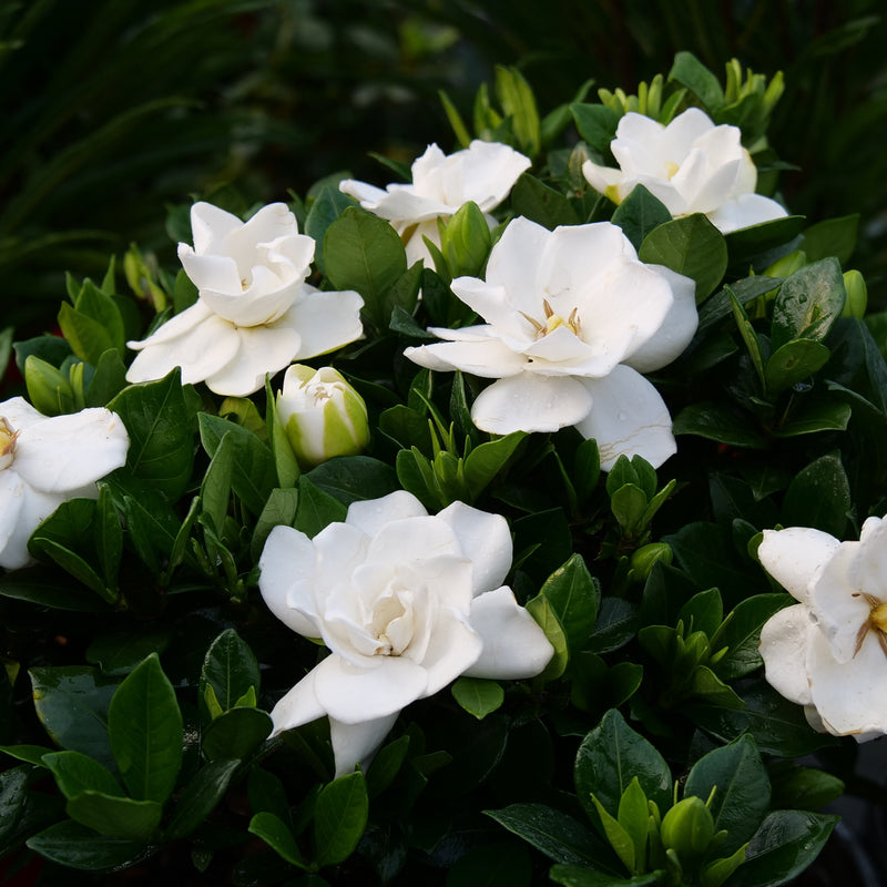 Steady as She Goes Steady as She Goes Gardenia up close.