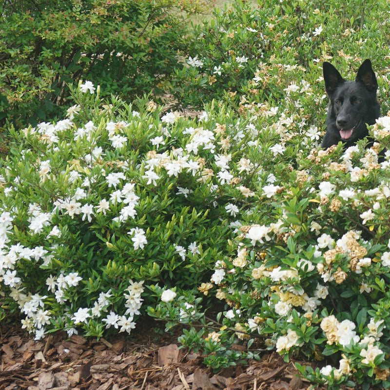 Steady as She Goes Steady as She Goes Gardenia in focus.