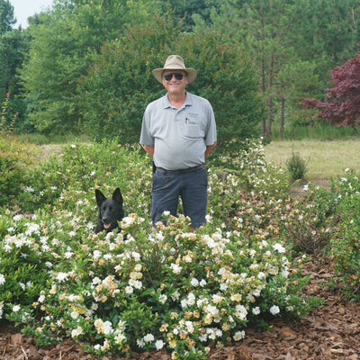 Steady as She Goes Steady as She Goes Gardenia in use.