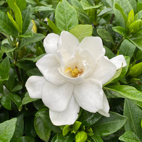 Pillow Talk® Gardenia (Gardenia jasminoides)