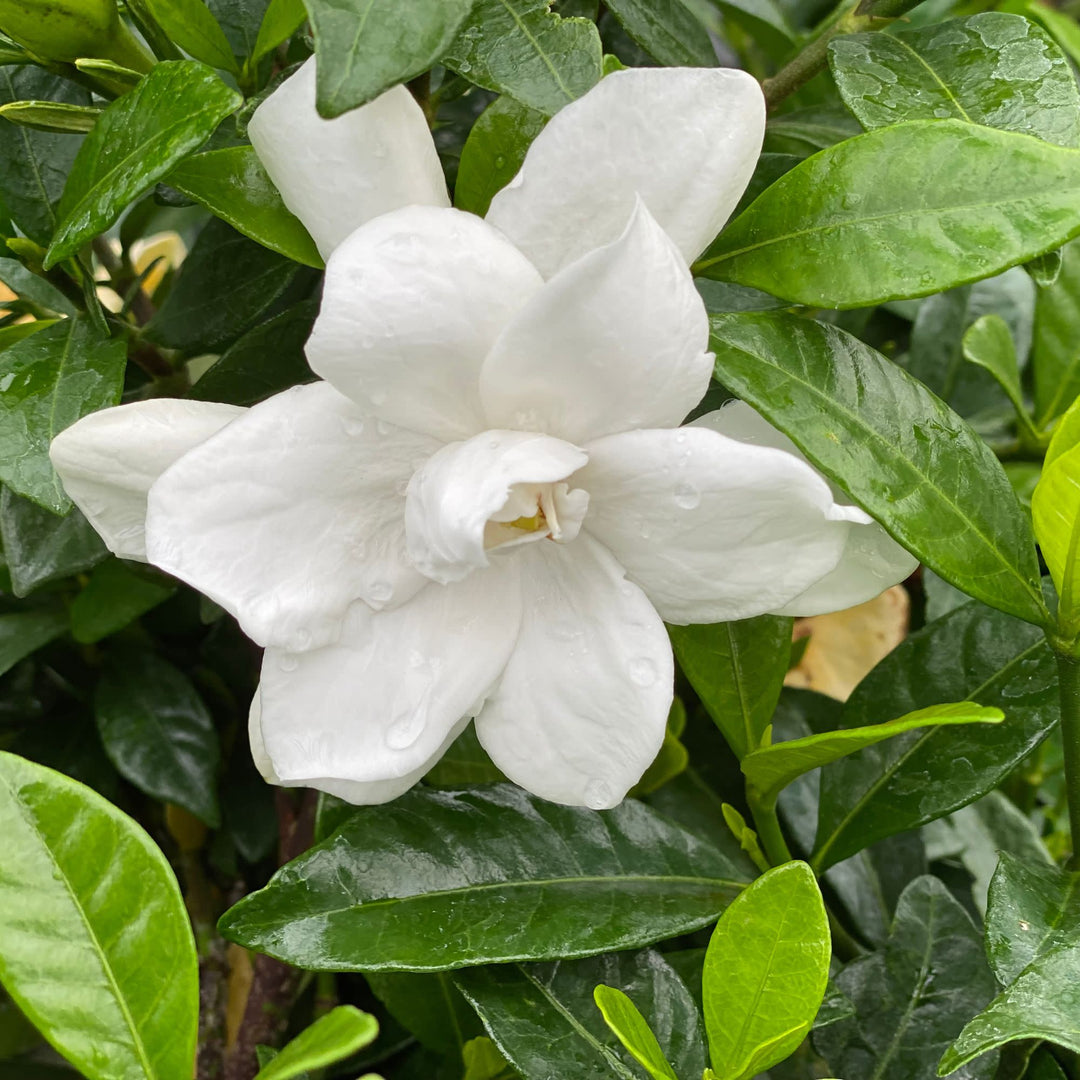 Pillow Talk® Gardenia (Gardenia jasminoides)