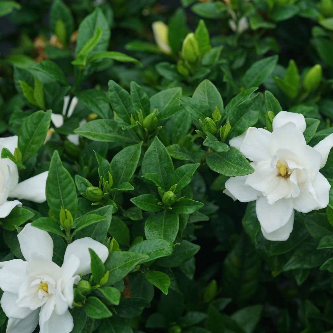 Pillow Talk® Gardenia (Gardenia jasminoides)