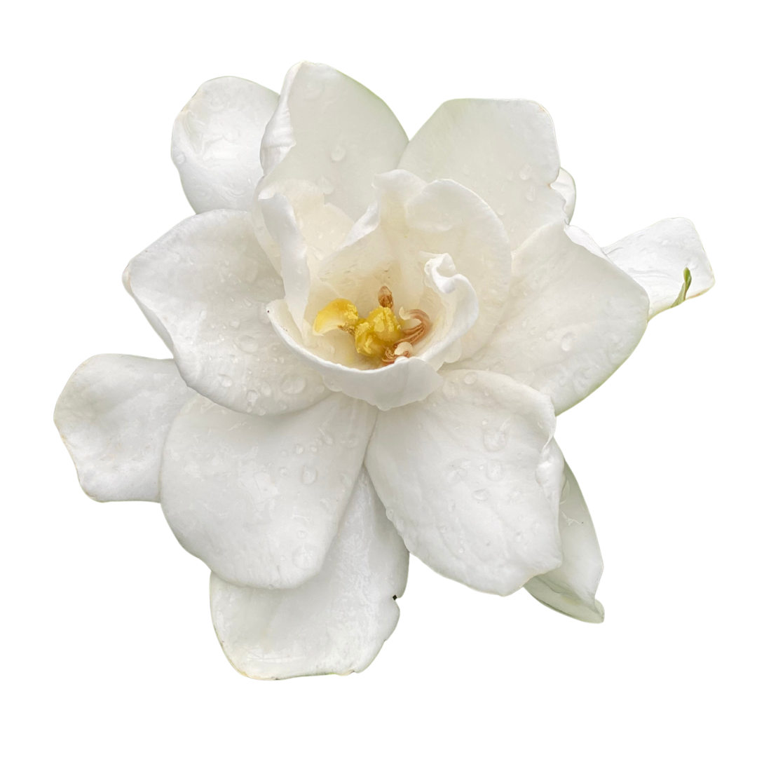 Pillow Talk® Gardenia (Gardenia jasminoides)