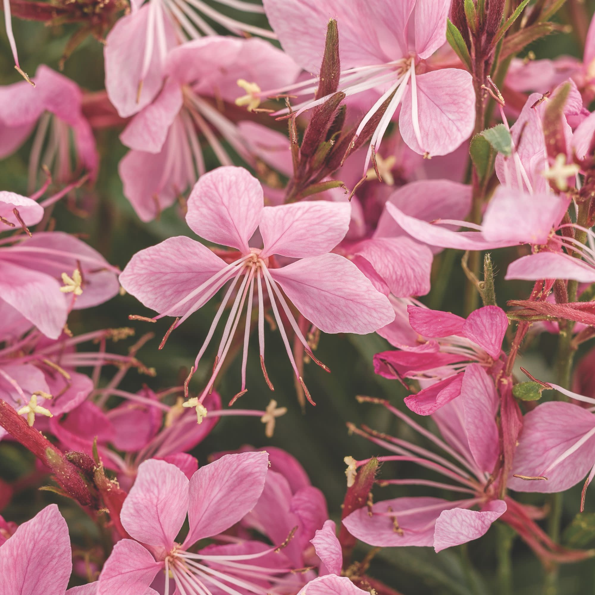 Butterfly Flower | Karalee® Petite Pink | Proven Winners® Annuals