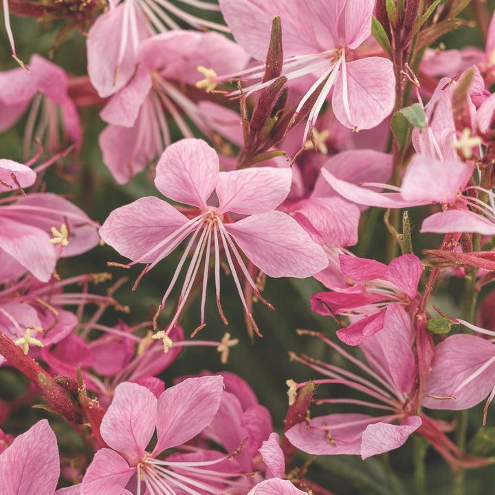 Karalee® Petite Pink Butterfly Flower (Oenothera lindheimeri)