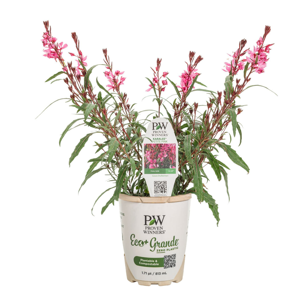 Karalee® Petite Pink Butterfly Flower (Oenothera lindheimeri)