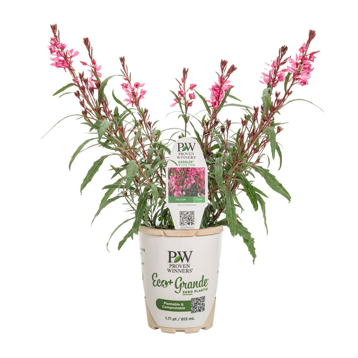 Karalee® Petite Pink Butterfly Flower (Oenothera lindheimeri)