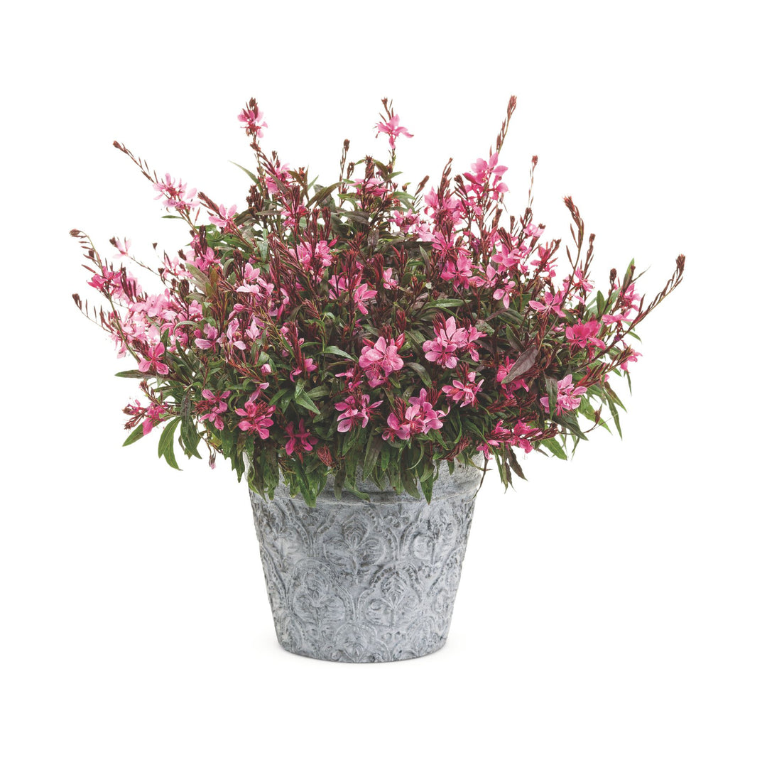 Karalee® Petite Pink Butterfly Flower (Oenothera lindheimeri)