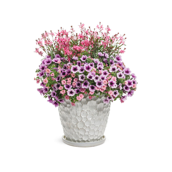 Karalee® Petite Pink Butterfly Flower (Oenothera lindheimeri)