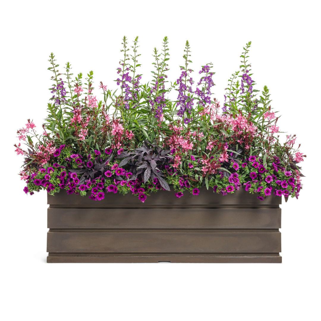 Karalee® Petite Pink Butterfly Flower (Oenothera lindheimeri)