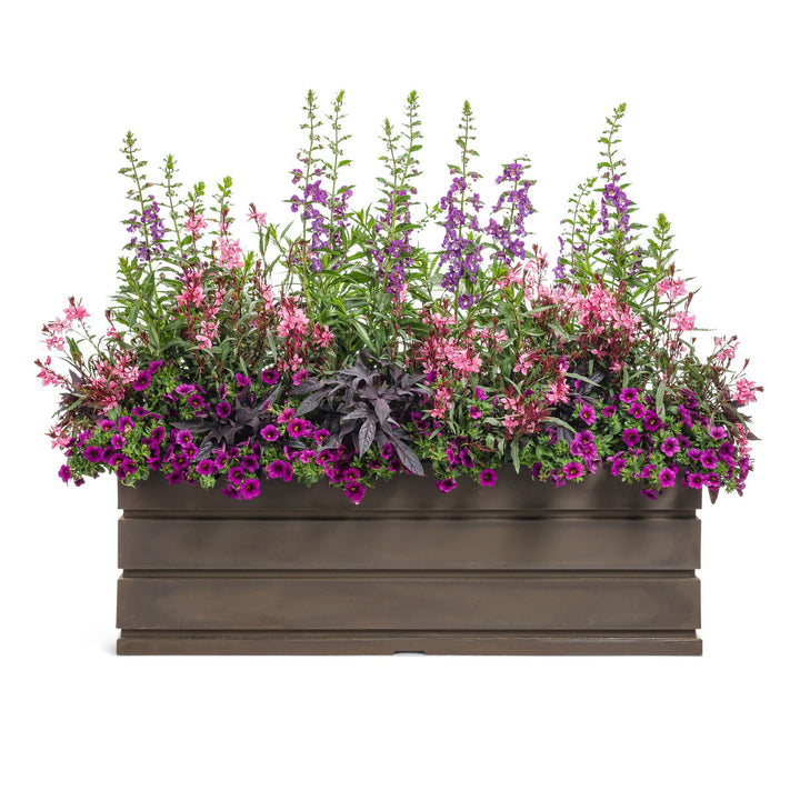 Karalee® Petite Pink Butterfly Flower (Oenothera lindheimeri)