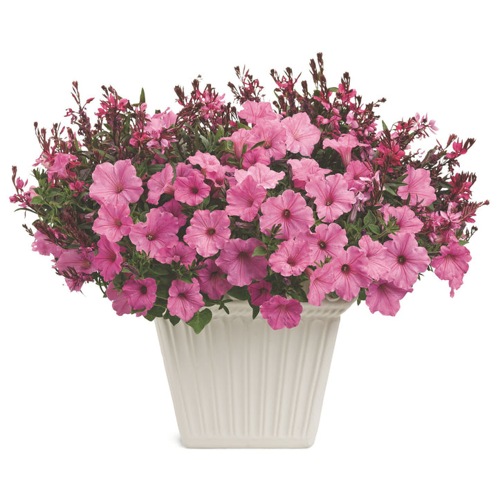 Karalee® Petite Pink Butterfly Flower (Oenothera lindheimeri)