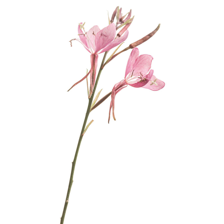Karalee® Petite Pink Butterfly Flower (Oenothera lindheimeri)