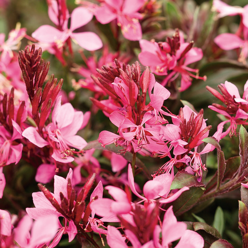 Stratosphere Pink Picotee Stratosphere Pink Picotee Butterfly flower up close.