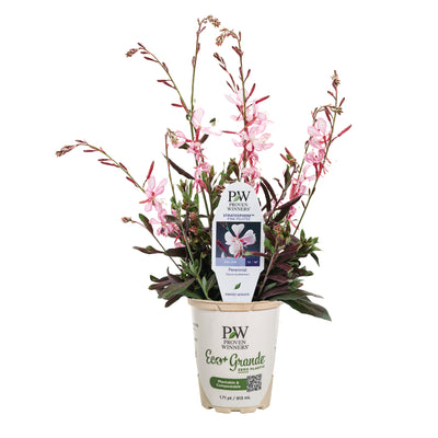 Stratosphere™ Pink Picotee Butterfly Flower (Gaura lindheimeri)