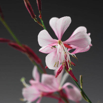 Stratosphere Pink Picotee Stratosphere Pink Picotee Butterfly flower in macro.