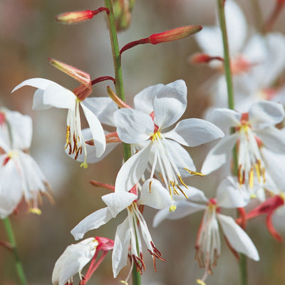 Stratosphere™ White Butterfly Flower (Gaura lindheimeri)