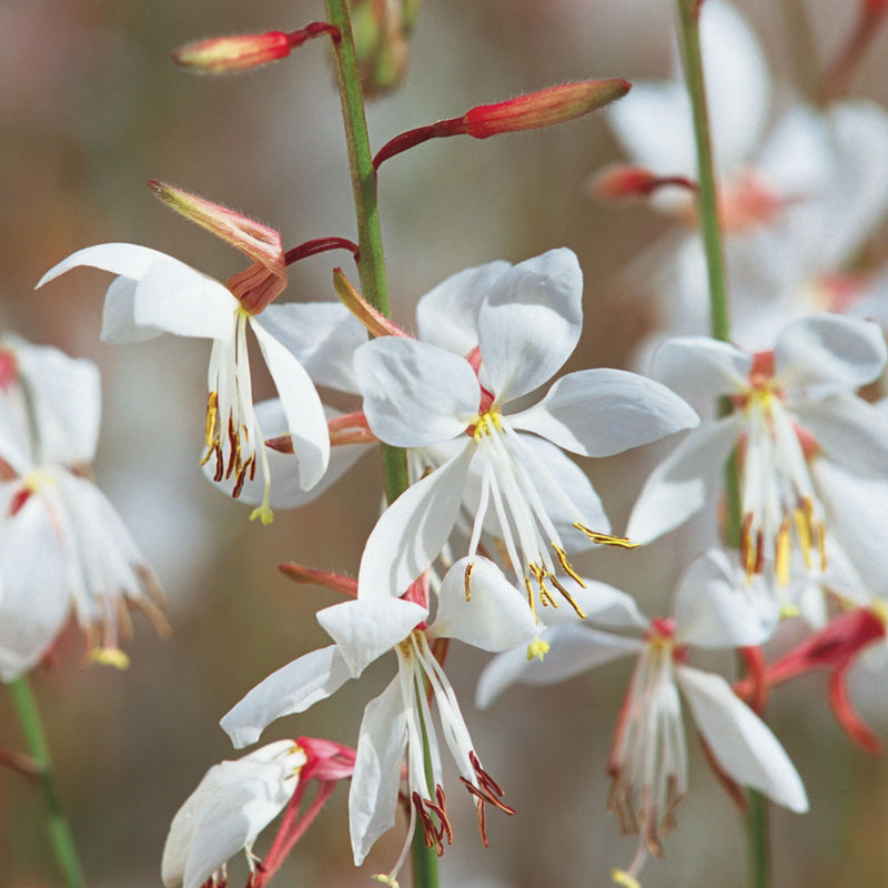 Stratosphere™ White Butterfly Flower (Gaura lindheimeri)