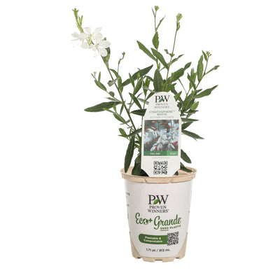 Stratosphere™ White Butterfly Flower (Gaura lindheimeri)