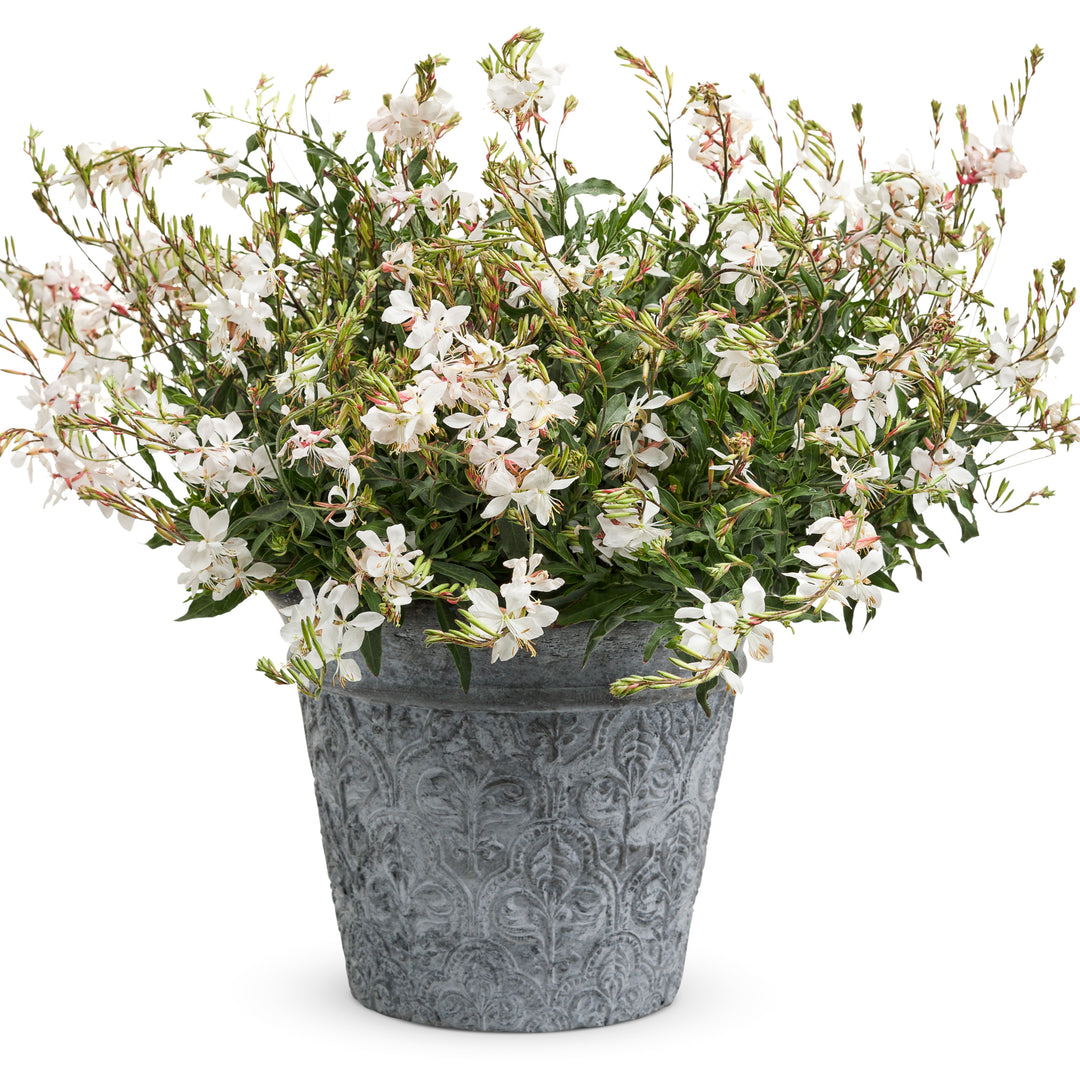 Stratosphere™ White Butterfly Flower (Oenothera lindheimeri)