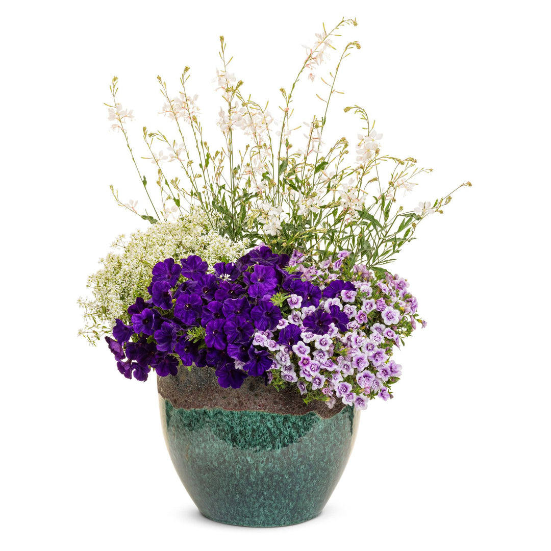 Stratosphere™ White Butterfly Flower (Oenothera lindheimeri)