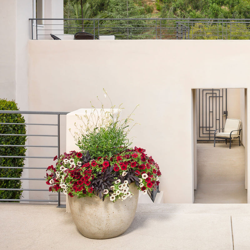 Stratosphere™ White Butterfly Flower (Gaura lindheimeri)