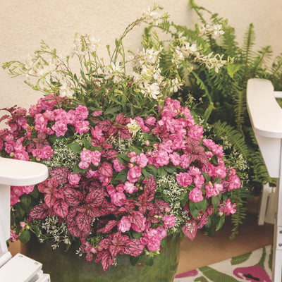 Stratosphere™ White Butterfly Flower (Gaura lindheimeri)