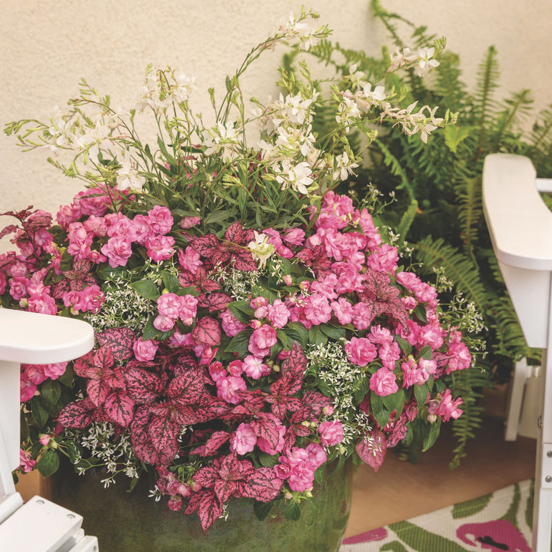 Stratosphere™ White Butterfly Flower (Gaura lindheimeri)