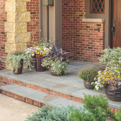 Stratosphere™ White Butterfly Flower (Gaura lindheimeri)