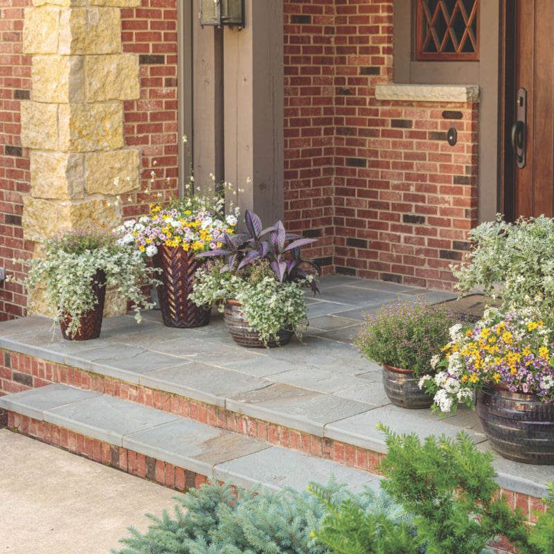 Stratosphere™ White Butterfly Flower (Gaura lindheimeri)