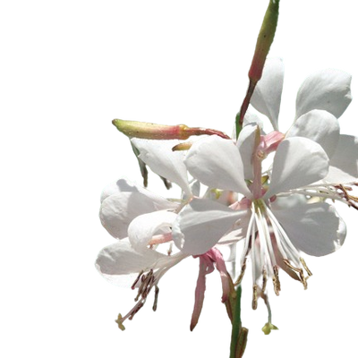 Stratosphere™ White Butterfly Flower (Gaura lindheimeri)