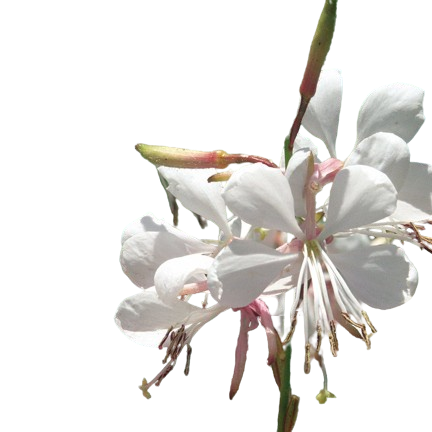 Stratosphere™ White Butterfly Flower (Gaura lindheimeri)