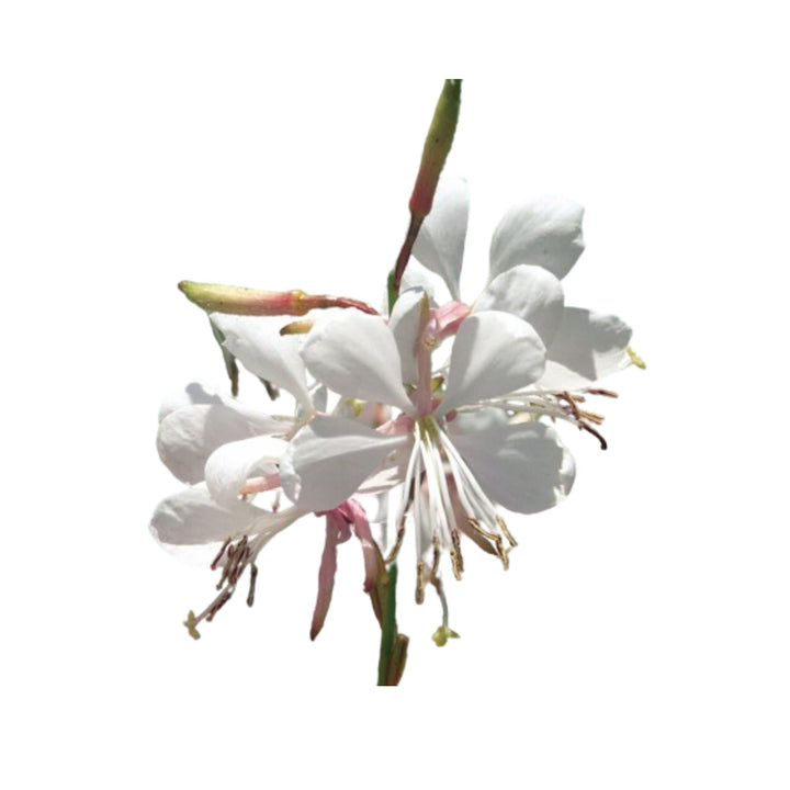 Stratosphere™ White Butterfly Flower (Oenothera lindheimeri)