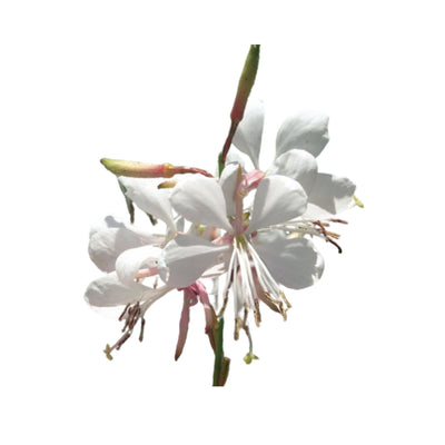 Stratosphere™ White Butterfly Flower (Gaura lindheimeri)