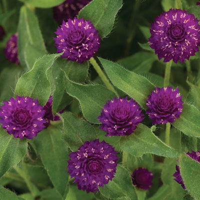 Proven Selections® Lil' Forest™ Plum Bachelor Button (Gomphrena hybrid)