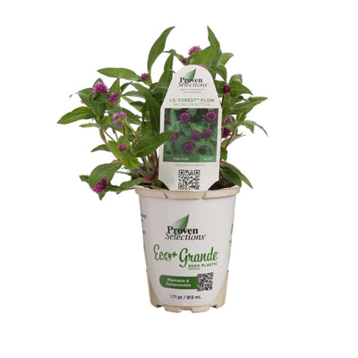 Proven Selections® Lil' Forest™ Plum Bachelor Button (Gomphrena hybrid)