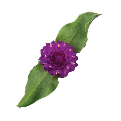 Proven Selections® Lil' Forest™ Plum Bachelor Button (Gomphrena hybrid)