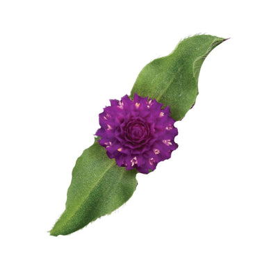 Proven Selections® Lil' Forest™ Plum Bachelor Button (Gomphrena hybrid)